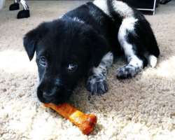 Danielle has unconditional love for animals and owns one and loves to spend her time along with him.